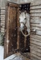 лошадь, зима
