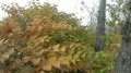 осень, листья