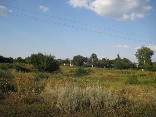 Поросли в оврагах